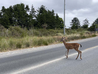 IIHS-deer-strikes-insurance-claims-2022